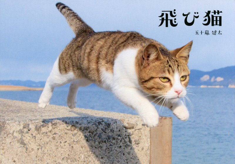 飛び猫　