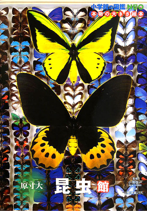 昆虫館　原寸大　　（小学館の図鑑ＮＥＯ　本物の大きさ絵本）