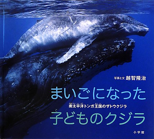 まいごになった子どものクジラ　南太平洋トンガ王国のザトウクジラ　　（小学館の図鑑ＮＥＯの科学絵本）