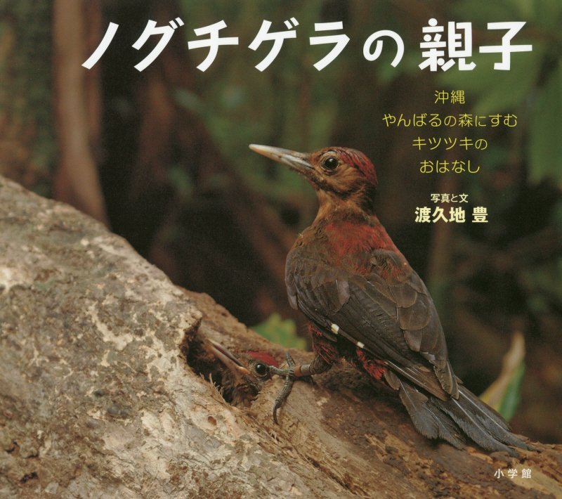 ノグチゲラの親子　沖縄やんばるの森にすむキツツキのおはなし　　（小学館の図鑑ＮＥＯの科学絵本）