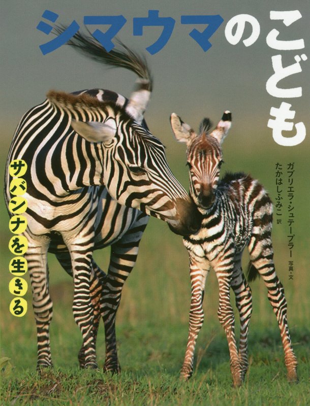 シマウマのこども　　（サバンナを生きる）