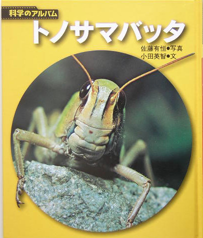 トノサマバッタ　新装版　　（科学のアルバム虫）