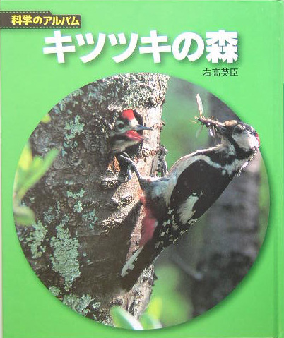 キツツキの森　新装版　　（科学のアルバム動物・鳥　１２）