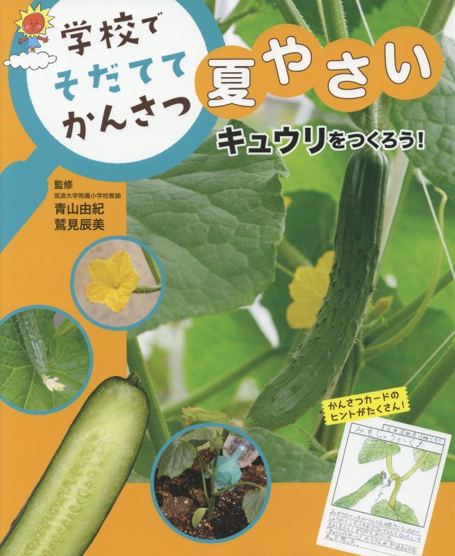 学校でそだててかんさつ夏やさい　〔２〕　キュウリをつくろう！