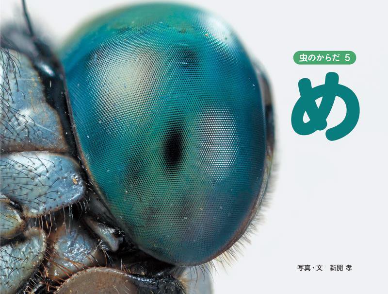 虫のからだ　５　め