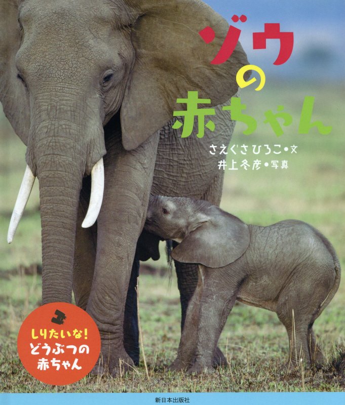 ゾウの赤ちゃん　　（しりたいな！どうぶつの赤ちゃん）
