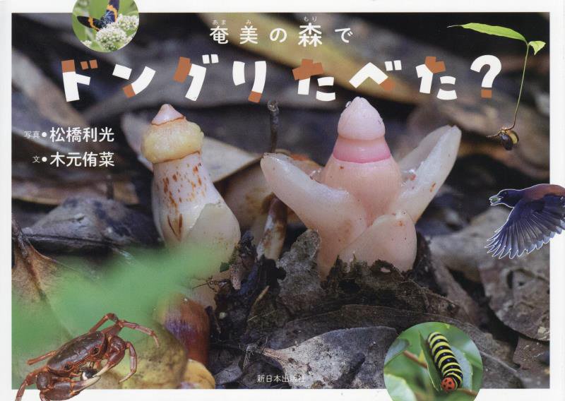 奄美の森でドングリたべた？　