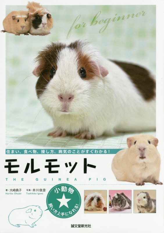 モルモット　住まい、食べ物、接し方、病気のことがすぐわかる！　　（小動物★飼い方上手になれる！）