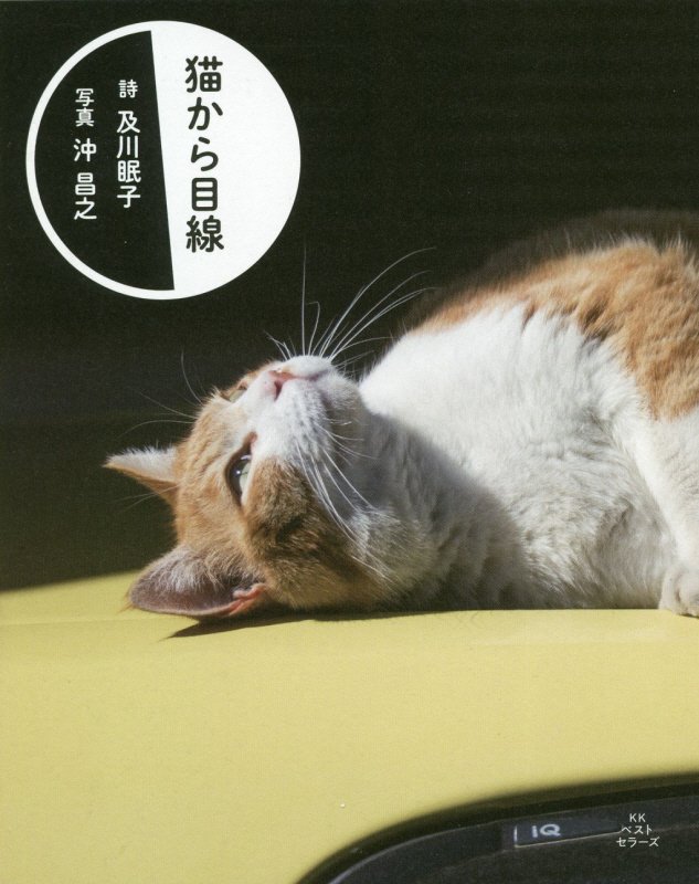 猫から目線　