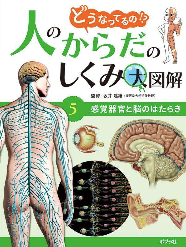 どうなってるの！？人のからだのしくみ大図解　５　感覚器官と脳のはたらき