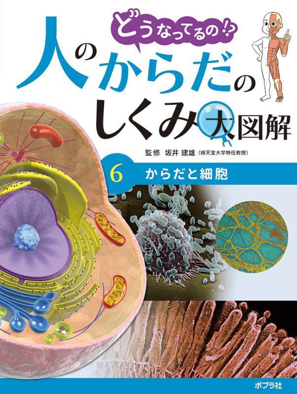 どうなってるの！？人のからだのしくみ大図解　６　からだと細胞