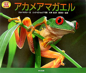 アカメアマガエル　　（いきもの写真絵本館）