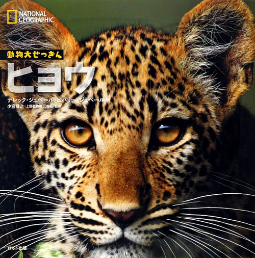 ヒョウ　　（ナショナルジオグラフィック　動物大せっきん）