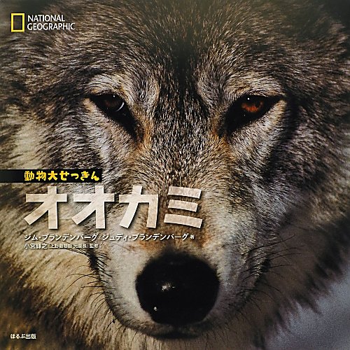オオカミ　　（ナショナルジオグラフィック　動物大せっきん）