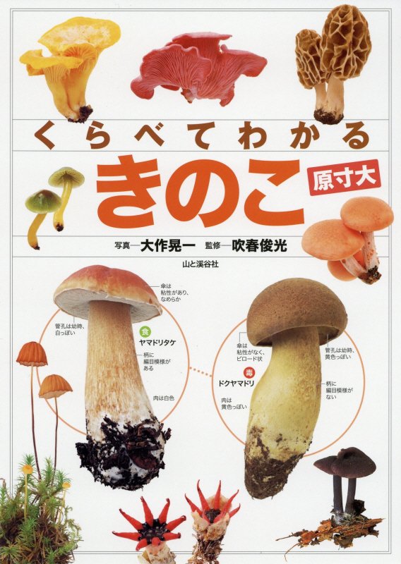 くらべてわかるきのこ　原寸大　