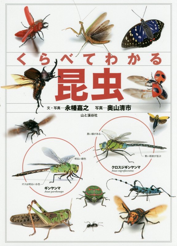 くらべてわかる昆虫　識別ポイントで見分ける　