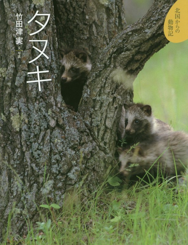 タヌキ　　（北国からの動物記）