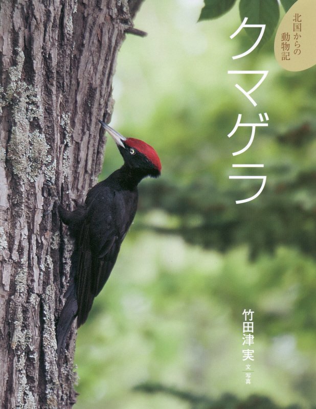 クマゲラ　　（北国からの動物記）