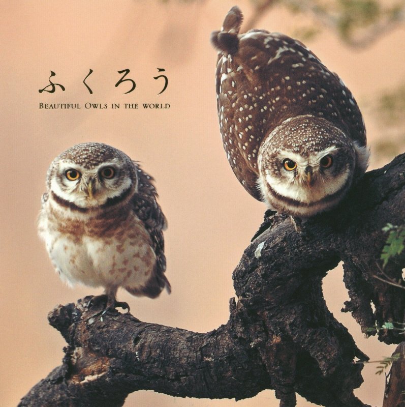 ふくろう　ＢＥＡＵＴＩＦＵＬ　ＯＷＬＳ　ＩＮ　ＴＨＥ　ＷＯＲＬＤ　