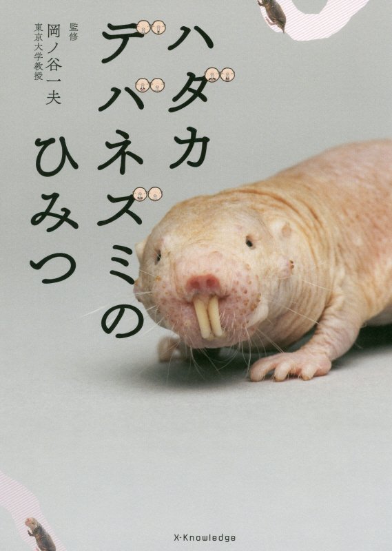 ハダカデバネズミのひみつ　