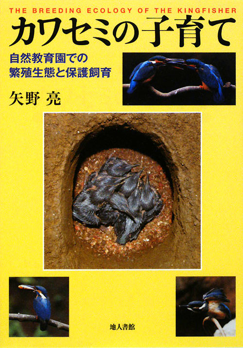 カワセミの子育て　自然教育園での繁殖生態と保護飼育　
