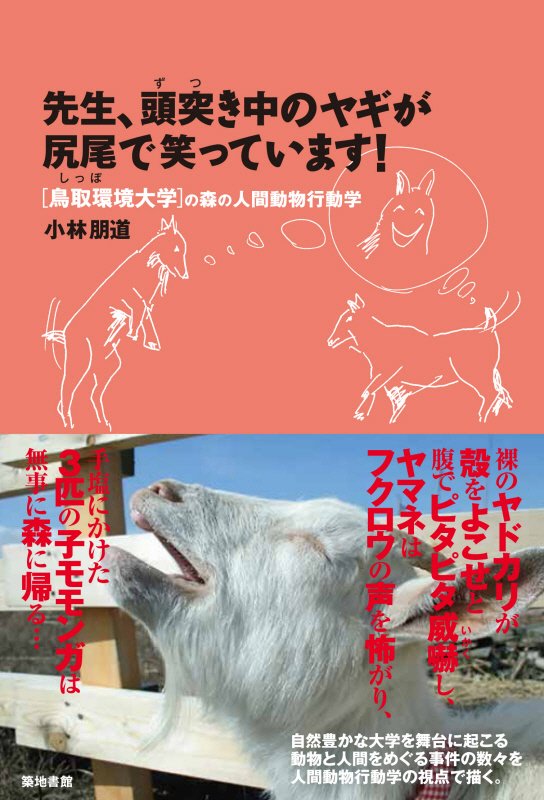 先生、頭突き中のヤギが尻尾で笑っています！　　（〈鳥取環境大学〉の森の人間動物行動学）
