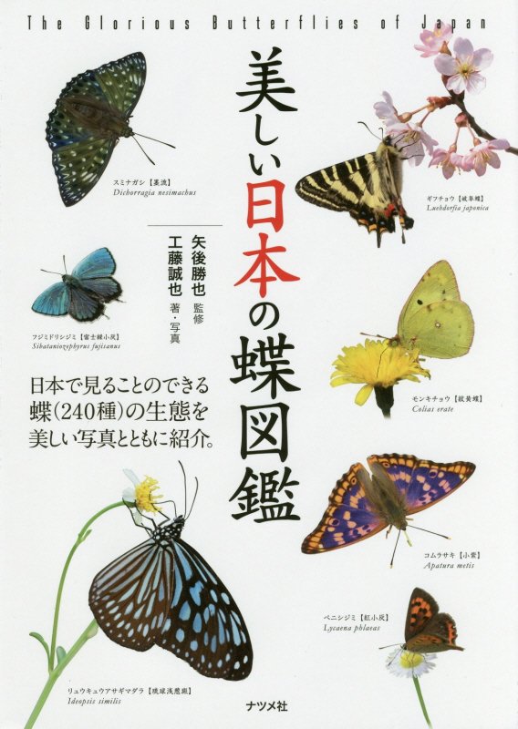 美しい日本の蝶図鑑　