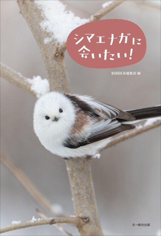 シマエナガに会いたい！　