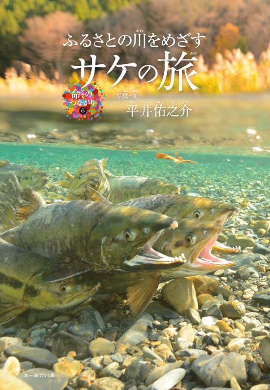 サケの旅　ふるさとの川をめざす　　（命のつながり）