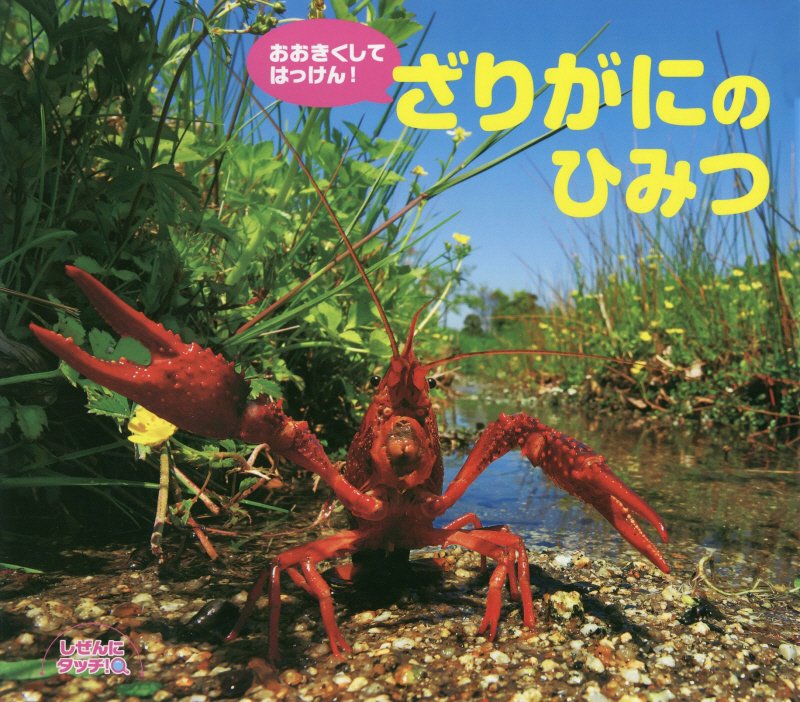 おおきくしてはっけん！ざりがにのひみつ　　（しぜんにタッチ！）