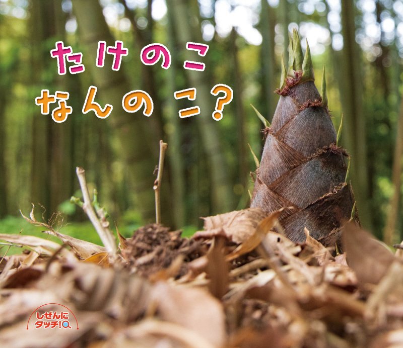 たけのこなんのこ？　　（しぜんにタッチ！）