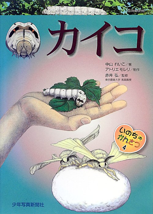 カイコ　　（いのちのかんさつ）