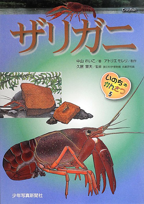 ザリガニ　　（いのちのかんさつ）
