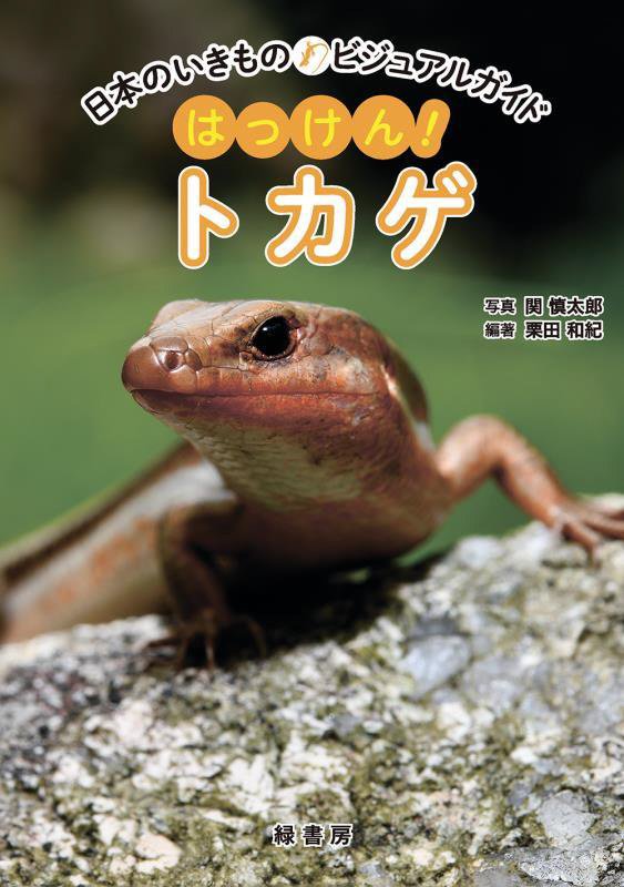 はっけん！トカゲ　　（日本のいきものビジュアルガイド）